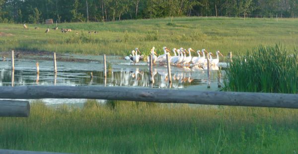 photo of pelican and geese in water with grass