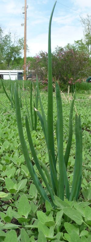 Photo of edible wild green rogue onion