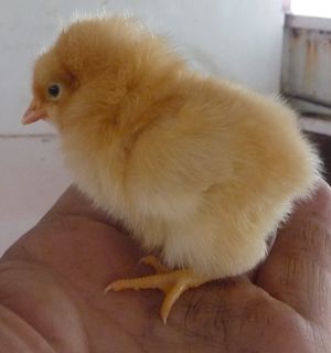 Photo of buff orpington chick from incubation for self sufficient homestead