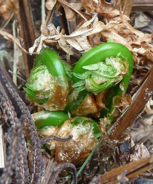 Photo of edible wild green fiddle heads