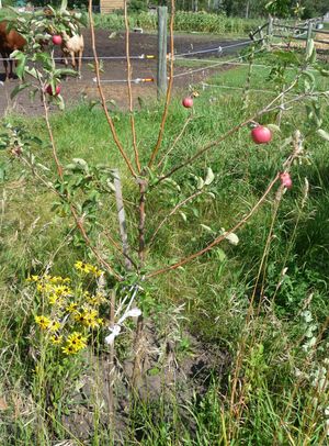 Converting an apple tree orchard - Parkland apple