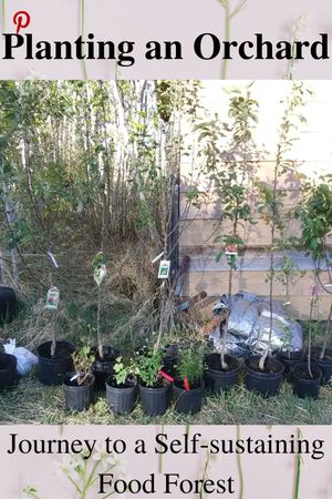 Planting an orchard - Pinterest link