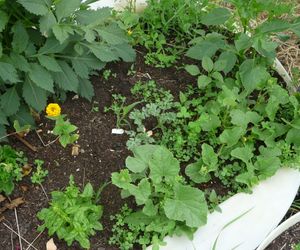 Container planting - melons