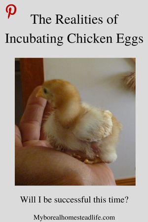 Incubating chicken eggs - Pinterest link