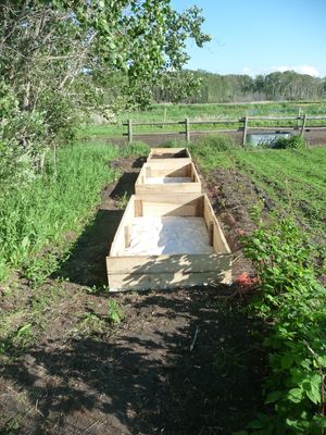 Photos of raised wooden boxes along trees