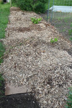 back to eden gardening - moving wood chips