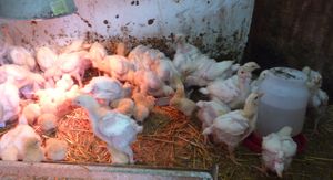 Photo of turkey and chickens in brooder for chicks