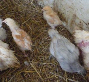 Incubating chicken eggs - buff orpington chicks