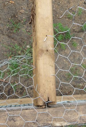 Cutting the wire to allow easy access to entrance of pastured poultry chicken tractor