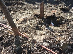 Growing garlic planting depth