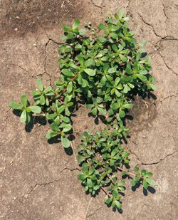 Common Purslane - University of Wisconsin photo of purslane weed