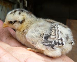 hatching chicken eggs - amerecauna cross chick