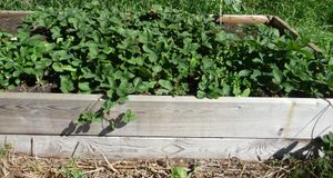 Planting an orchard - strawberry raised bed