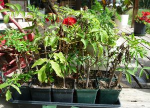 Natural medicine - elderberry cuttings