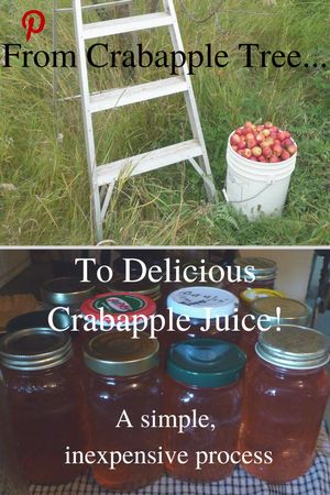 Crabapple juice from fruit orchard to juice - Pinterest link