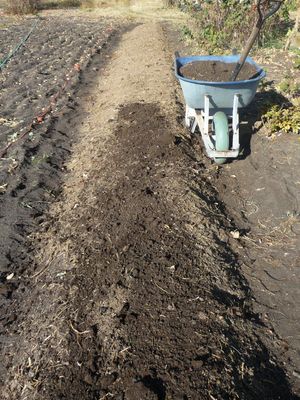 Growing garlic - adding horse manure to raised bed garden