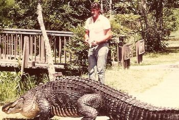 Joe with Oscar The Alligator.  Ever so slowly coaxing him back into the water 1974
