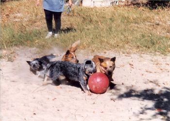 Doggie Soccer!
