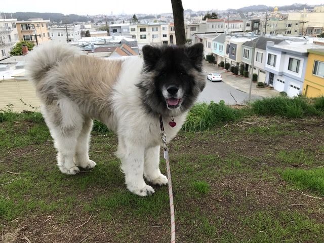 can a akita and a saint bernard be friends