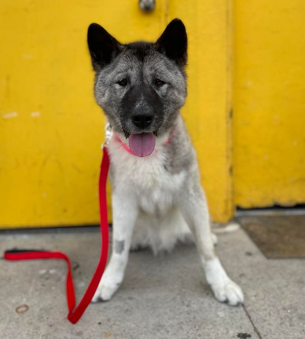 TikiHut Akita Rescue - Waiting For New Homes