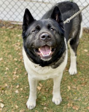 TikiHut Akita Rescue - Waiting For New Homes