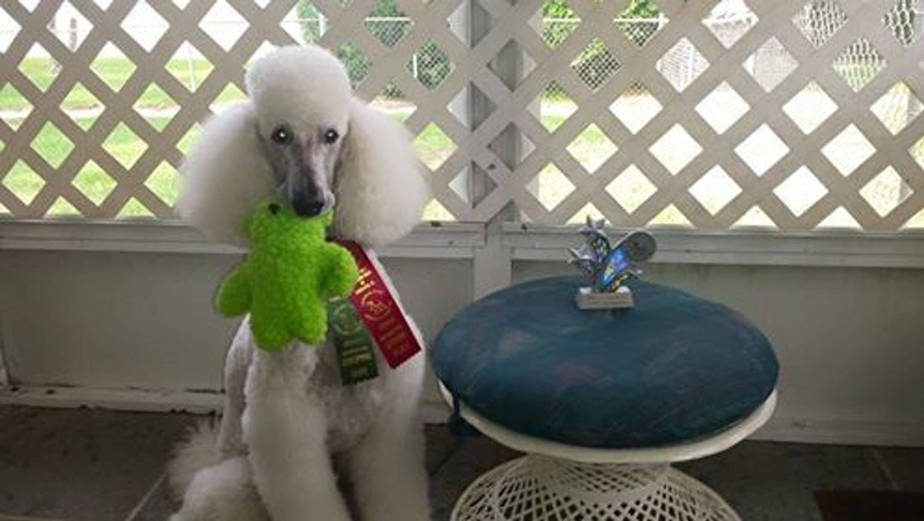 Hernando County Kennel Club AKC Shows