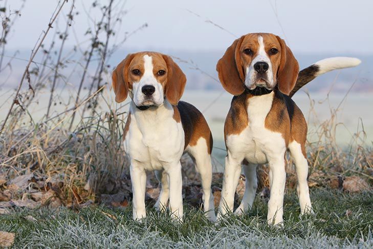 13" and 15" AKC Show Stock Beagle
