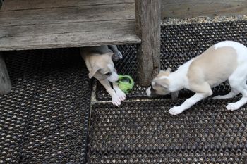 Samson and Hope having fun playing with a old tennis ball..
