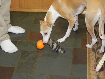Faith loves to play with her new Weasel Ball!
