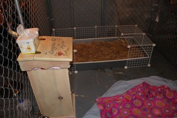 Who would have known with all the years of doing Guinea Pig Rescue my old C&C cage would make the perfect "Potty Box"!!
