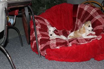 Inside Play time on a rainy day! They all love the big cozy chair!
