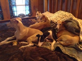 Lilly and the Gang....no room for Mommy on the bed!
