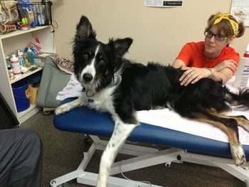 More special treatment at the Canine Wellness Center
