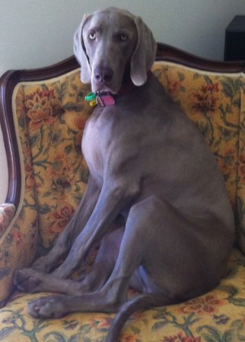 18 month old Socrates rehomed from Vic to WA in March 2011
