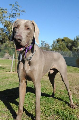 11 month old Shadow surrendered and rehomed July 2012. Shadow is now on a farm in Esperance and renamed 'Moose'!
