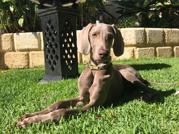 The 60th weimaraner rehomed by us - 6 month old Buddy surrendered Feb 2018. Rehomed and renamed Oliver.
