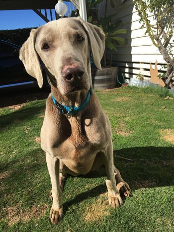 9 year old Kyro surrendered and rehomed June 2016. Kyro is the 50th Weimaraner rehomed by the club
