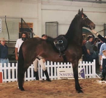 Kholo's Gallant Beau @ Brisbane's RNA Horse expo
