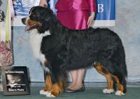 Designated Regional Specialty with sweeps, rally, and obedience