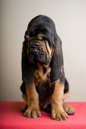 Bloodhound store puppies rescue