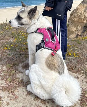 Namaste Akita Rescue Alliance - Adoptable Akitas in California