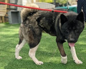 Namaste Akita Rescue Alliance - Adoptable Akitas in California