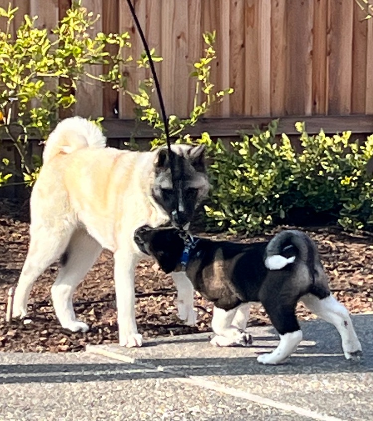 Namaste Akita Rescue Alliance - Adoptable Akitas in California