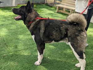 Namaste Akita Rescue Alliance - Adoptable Akitas in California