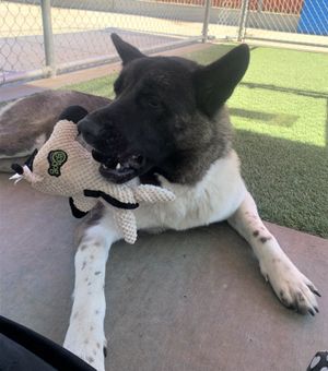 Namaste Akita Rescue Alliance - Adoptable Akitas in California