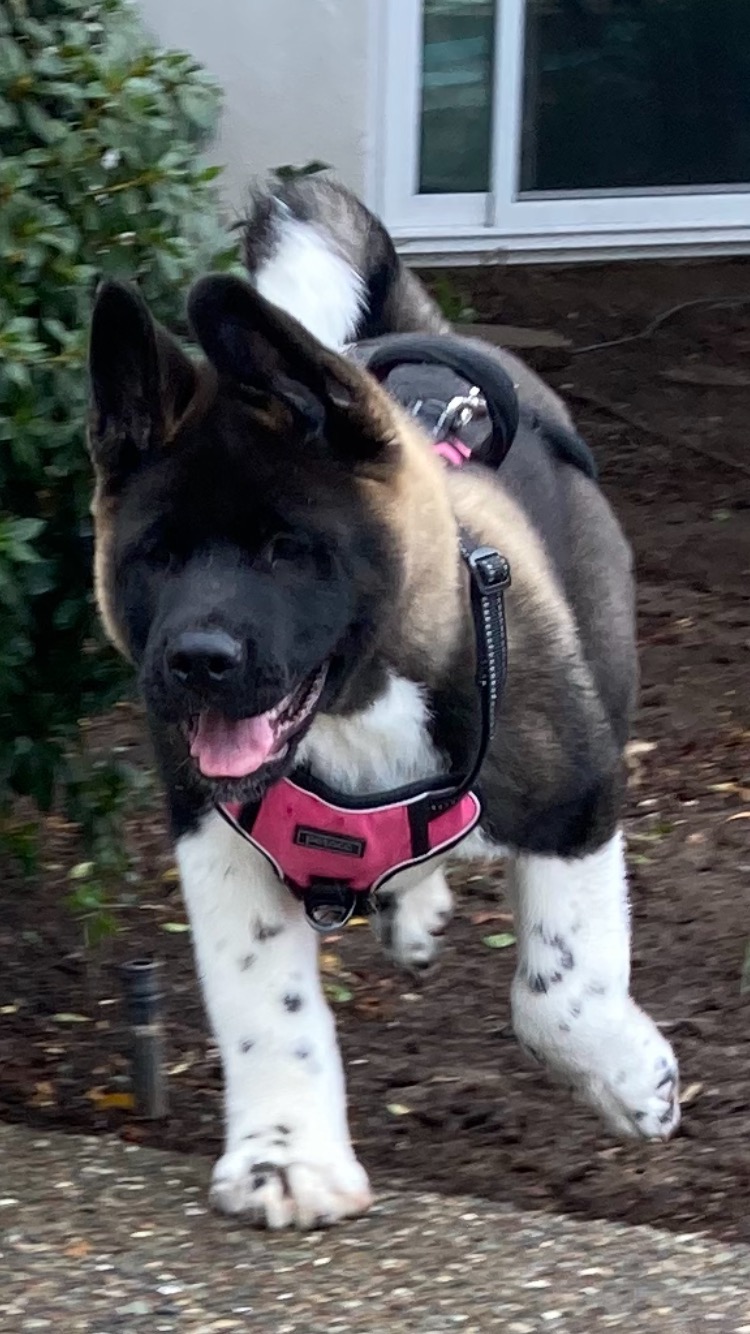 Namaste Akita Rescue Alliance - Adoptable Akitas in California