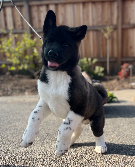 Namaste Akita Rescue Alliance - Adoptable Akitas in California