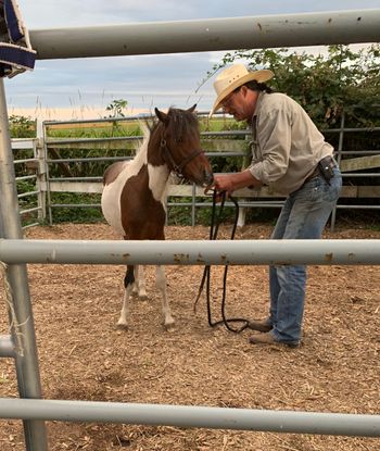 Comet came to us with some aggressive history. While in our care he was gelded and showed no signs of being unpleasant. He now lives with fellow Tiny Tales friend Charlie at his new forever home!
