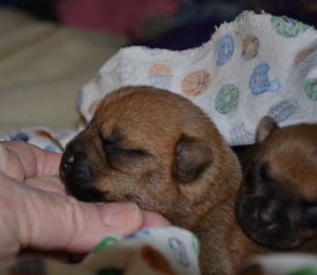 New puppys 1 week
