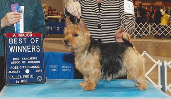 Cricket in Washington State finished her AKC Championship in 2014
